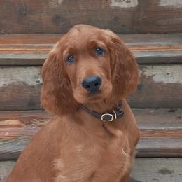 Irish Setters from Anamacara Irish Setters