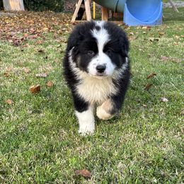Cappuccino - Black tri-color male Australian Shepherd puppy in Redding, California from Drummond Aussies