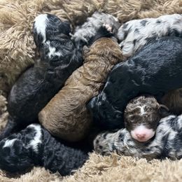 Bernedoodle Puppies from Jeanie’s Doodles