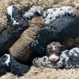 Bernedoodle Puppies from Jeanie’s Doodles