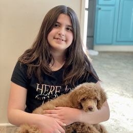 Poodle Puppies from Grandy’s Pretty Poodles