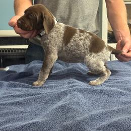 Silver girl - Liver roan female German Shorthaired Pointer puppy in Sylvania, Alabama from Turner’s Delightful Dachshund Farm & German Short Hair Pointers