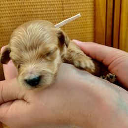 "September at 2 Weeks" Goldendoodle Puppies from Our Golden Willow