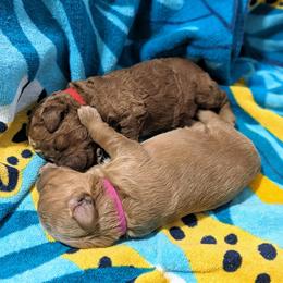 Double Doodle and Goldendoodle Puppies from Big Red Paw Doodles