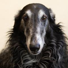 Bandit - Borzoi