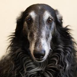 Bandit - Borzoi