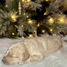 Bubbles - Cream female Aussiedoodle puppy in Pasadena, Texas from Toledo Creek Doodles