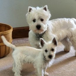 West Highland White Terriers from Snowy Mountain West Highland White Terriers