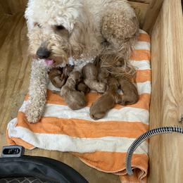 Goldendoodle and Poodle Puppies from Partridge Doodles and Poodles
