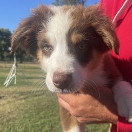 Sparky - Red tri-color male Australian Shepherd puppy in Oroville, California from Puppy Love Ranch Mini Aussies
