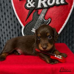 Prince - Chocolate and tan male Dachshund puppy in Pulaski, Tennessee from Billboard Doxies
