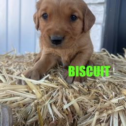 Muffin - Dark golden male Golden Retriever puppy in Rexburg, Idaho from Teton View Golden Retrievers