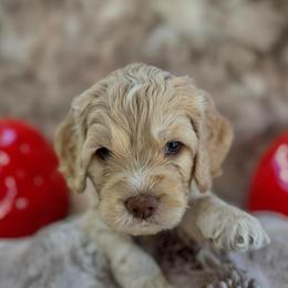 Frosty - Buff and white male Cockapoo puppy in Midwest City, Oklahoma from Strawberry Hill Puppy Patch