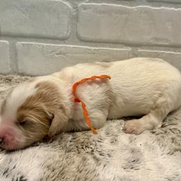 Orange Collar Boy - Parti male Goldendoodle puppy in San Augustine, Texas from Vintage Doodles