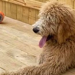 Goldendoodles from Bargos Dandy Doodles