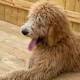 Goldendoodles from Bargos Dandy Doodles