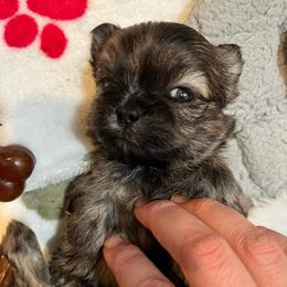 Boy 3 - Brindle male Shih Tzu puppy in Silver Spring, Maryland from Saraya’s Shih Tzus