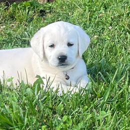 Addie's Green Collar - Yellow male Labrador Retriever puppy in Mansfield, Missouri from Leadhill Labs