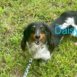 Daisy - Dachshund