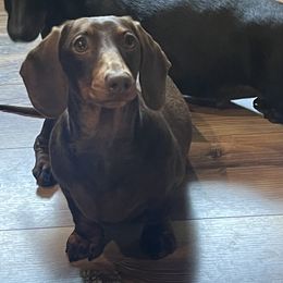 Dachshund Puppies from Little Legs Miniature Dachshunds