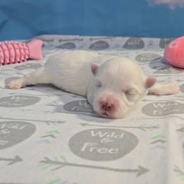 Daisy - White female Maltese puppy in Aurora, Missouri from KnJ Precious Paws LLC