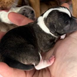 Dark Brindle - Black sabled fawn female Chihuahua puppy in Sherwood, Arkansas from Bartelt Breeders