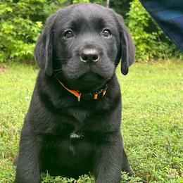 Black Male - Orange Collar- Ready for pickup now - Black male Labrador Retriever puppy in Beaverdam, Virginia from Gold Heart Labradors