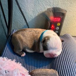 Ginny Weasley - Teal Collar - Fawn and white female Bulldog puppy in Krum, Texas from K & K Little Blessings