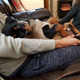 Rottweiler Puppies from Gottlïchen Rottweilers