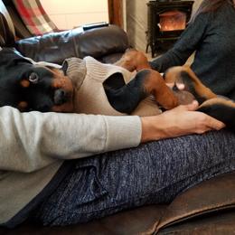 Rottweiler Puppies from Gottlïchen Rottweilers