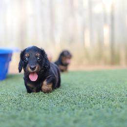 Dachshund Puppies from Rising Dawn Dachshunds