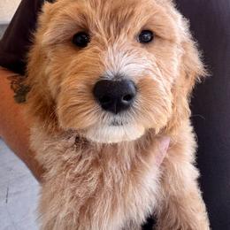 Skye - Female - Red female Bernedoodle puppy in Peoria, Arizona from Wroth's Pawsibilities