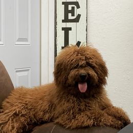 Venus - Goldendoodle