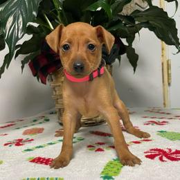 Reba - Red female Miniature Pinscher puppy in Lancaster, Missouri from White Stone Ranch