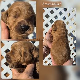 Brown Collar - Red  male Goldendoodle puppy in El Paso, Texas from Texas Goldendoodles