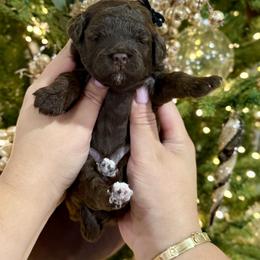Hershey - Chocolate female Goldendoodle puppy in Miami, Florida from Jade’s Paws & Co. Of Miami LLC