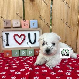 Blue Boy - White male West Highland White Terrier puppy in Colorado from Busy Bee Westies