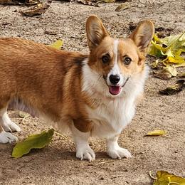 Anna - Pembroke Welsh Corgi