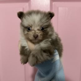 Cedar - Lavender Merle - Chocolate merle male Pomeranian puppy in Lanett, Alabama from H.P.P