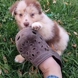 Cali - Red merle female Australian Shepherd puppy in Ontario, Oregon from Eagle Valley Australian Shepherds