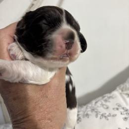 Ares - Brown and white male Cocker Spaniel puppy in Sautee Nacoochee, Georgia from Candy's Cockers