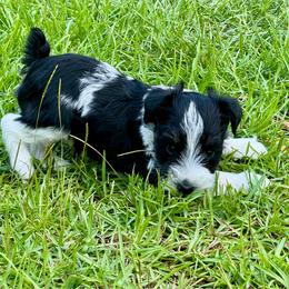 Danny - Parti male Miniature Schnauzer puppy in Crestview, Florida from 850Schnauzers