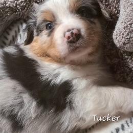TUCKER - Blue merle male Australian Shepherd puppy in Elk Creek, Missouri from Hearts on Fire Australian Shepherds