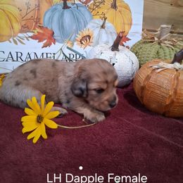 Girl 2 - Dapple female Dachshund puppy in Farmerville, Louisiana from Hancock House of Basset Hounds & Mini Dachshunds