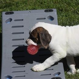 American Bulldog Puppies from Ferocia Kennels