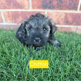 Chiffon - Salt and pepper female Miniature Schnauzer puppy in Piedmont, Oklahoma from J&K's Miniature Schnauzers