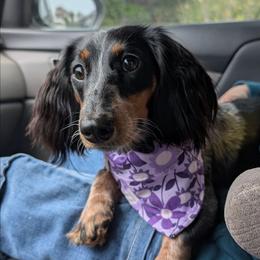 Liberty - Dachshund