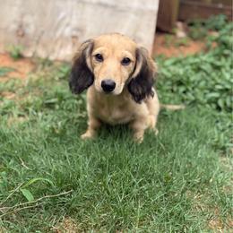 Honey - Dachshund