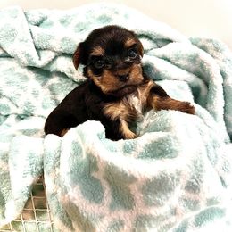 Yorkshire Terrier Puppies from K’s Yorkies