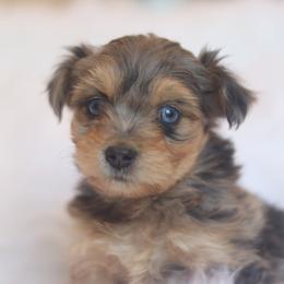 Fern - Blue merle female Aussiedoodle puppy in Orleans, Indiana from Mae Blossom Puppies